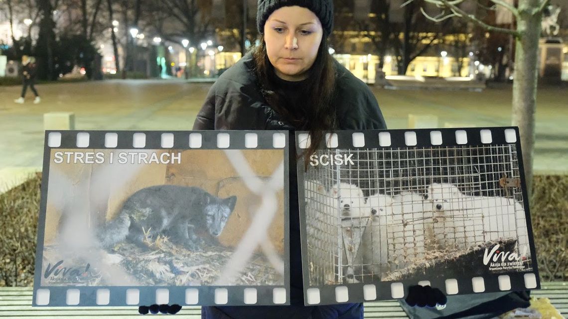Będzie zakaz hodowli zwierząt futerkowych w Polsce Będzie zakaz hodowli zwierząt futerkowych w Polsce