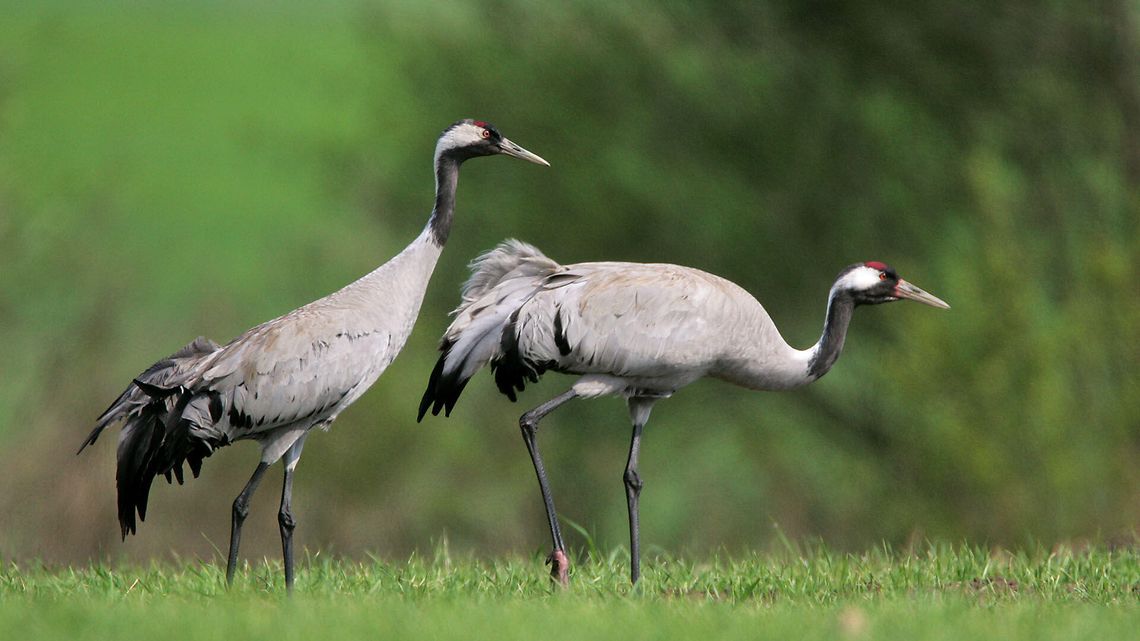 Będziemy podglądać lubelskie żurawie i dowiemy się gdzie zimują. Ruszył wyjątkowy projekt