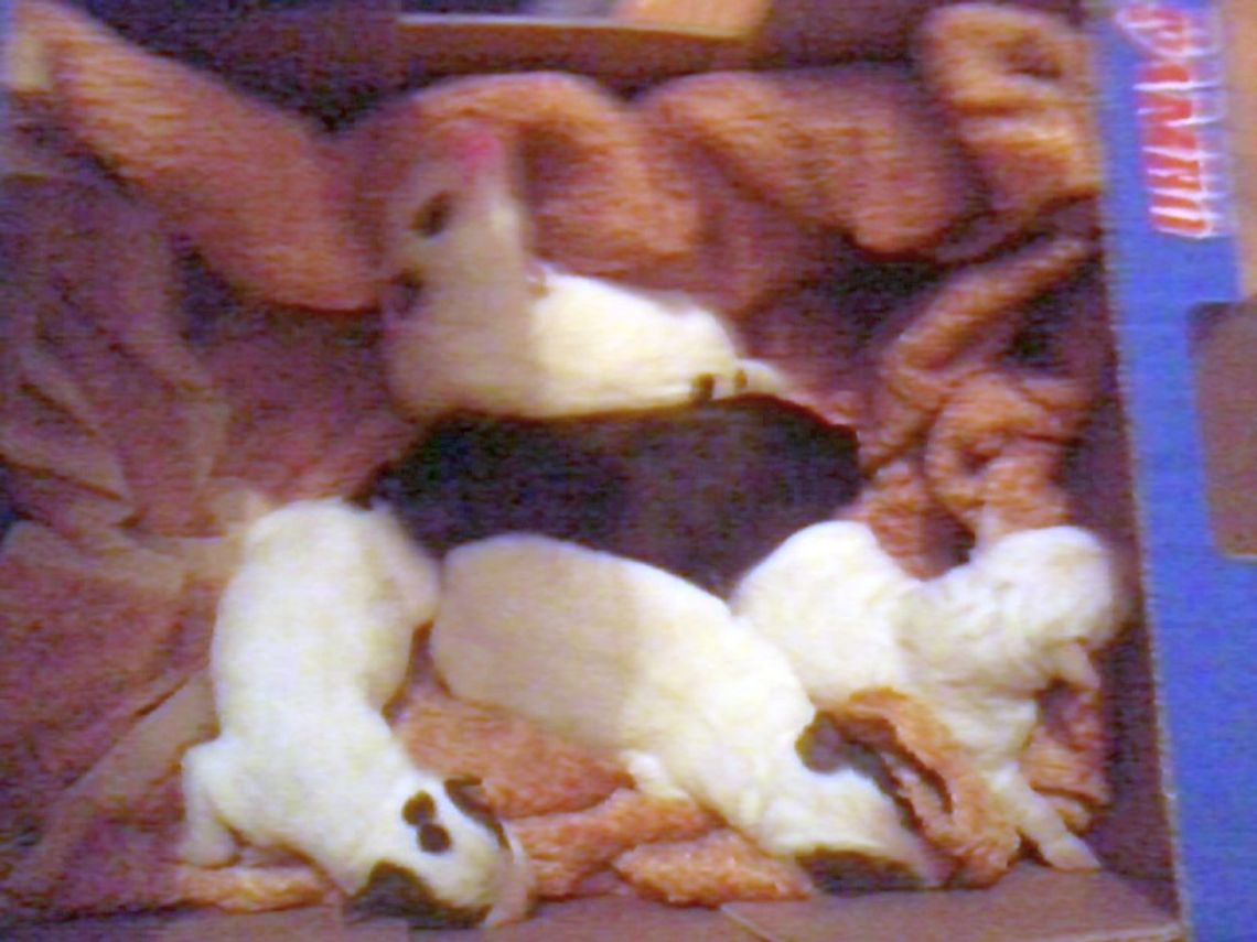 Bełżyce: Ktoś wyrzucił szczeniaki do śmietnika 