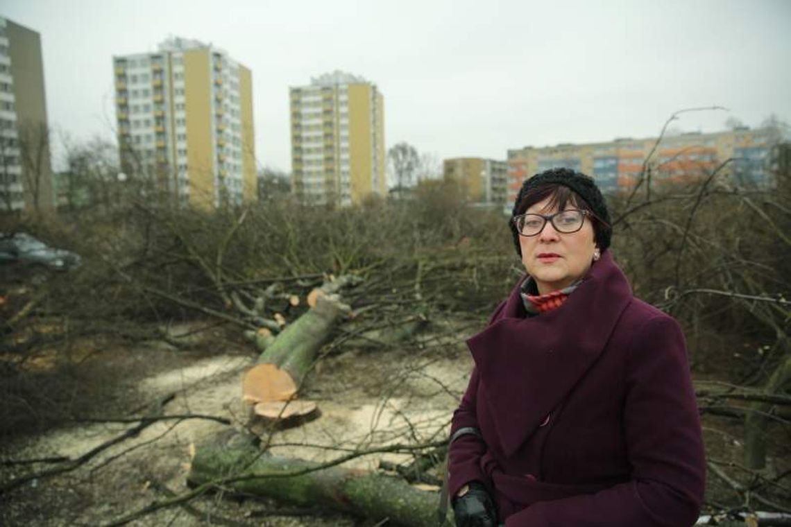 Beton zamiast zieleni. Wycięli 77 drzew na Bronowicach Beton zamiast zieleni. Wycięli 77 drzew na Bronowicach