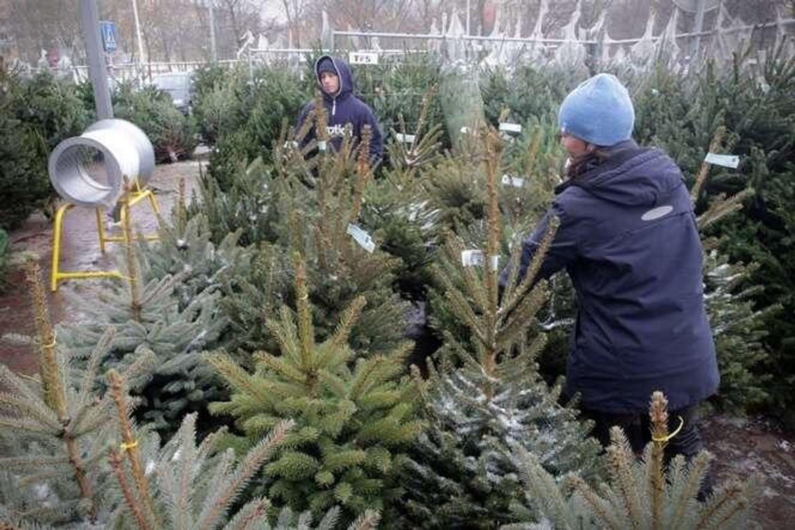 "Bez nas, choinkarzy świąt by nie było". Ceny choinek w Lublinie "Bez nas, choinkarzy świąt by nie było". Ceny choinek w Lublinie