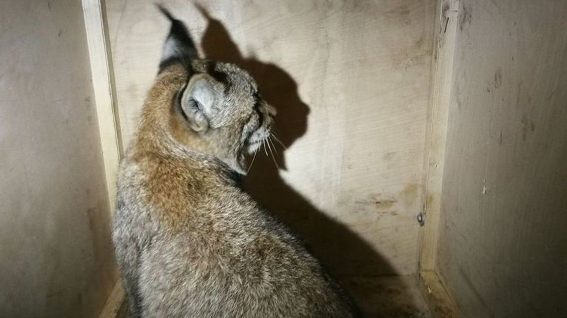 "Bez opieki matki jest niesamodzielny". Osierocony ryś trafił do ośrodka fundacji "Mysikrólik" "Bez opieki matki jest niesamodzielny". Osierocony ryś trafił do ośrodka fundacji "Mysikrólik"