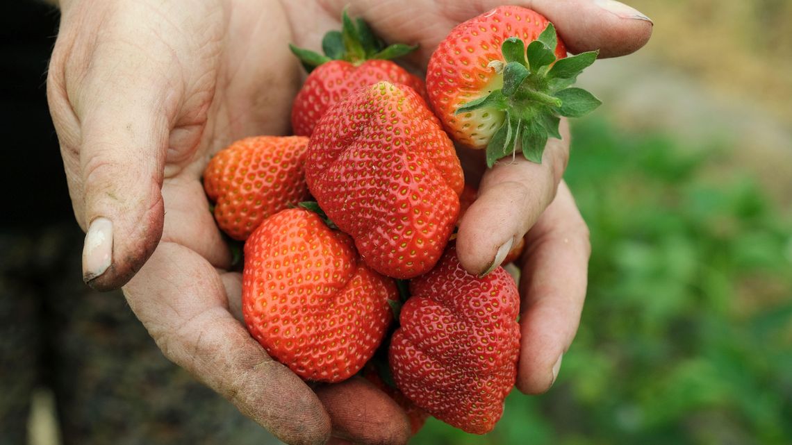 Bez pracowników z Ukrainy lubelscy plantatorzy będą w polu