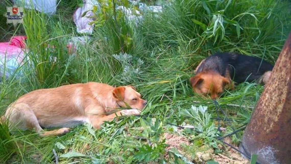Bez wody, na słońcu, przywiązane krótkim sznurkiem. Kto porzucił psy?