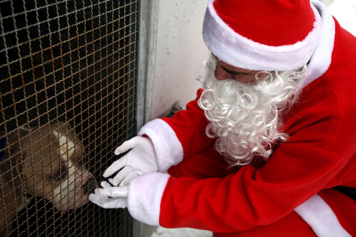 Zoomikołajki w lubelskim schronisku dla bezdomnych zwierząt
