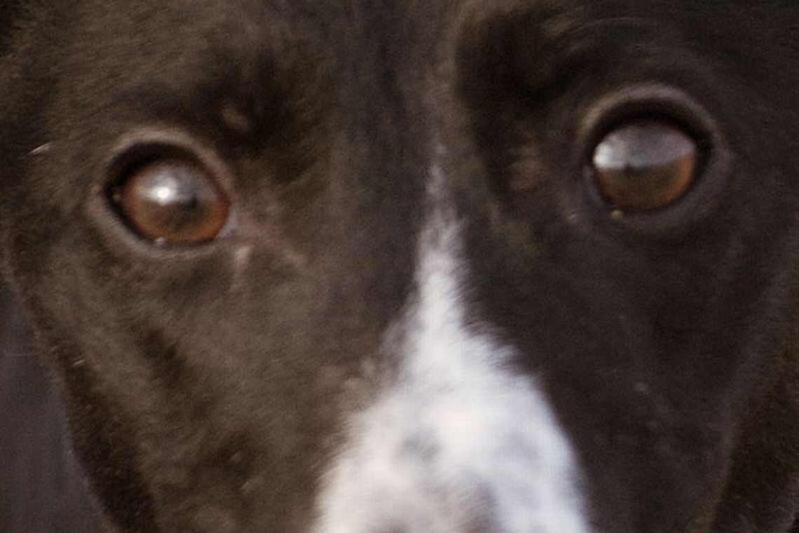 Bezdomny pies błąka się przy Tesco. Mieszkańcy bezradni