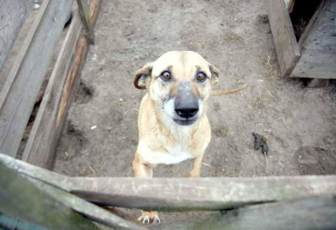 \"Bezdomny pies? Do chińskiej restauracji\". Żart czy propozycja radnego?