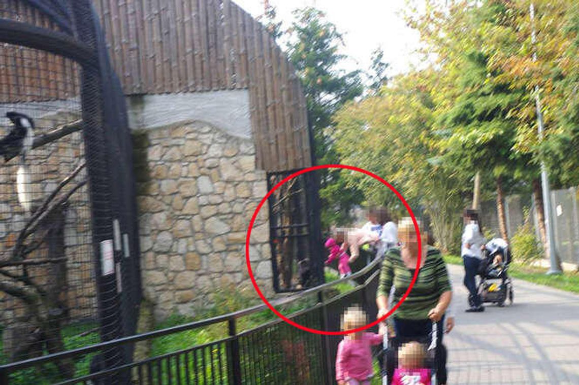 Bezmyślne zabawy w zoo. "Nie chcemy myśleć co by się stało, gdyby małpa uchwyciła rączkę dziecka"
