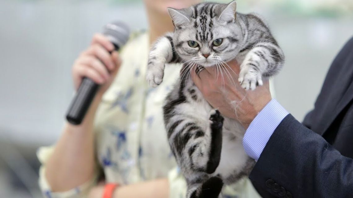 Bezpłatna sterylizacja dla psów i kotów w Lublinie. Ruszyły zapisy Bezpłatna sterylizacja dla psów i kotów w Lublinie. Ruszyły zapisy