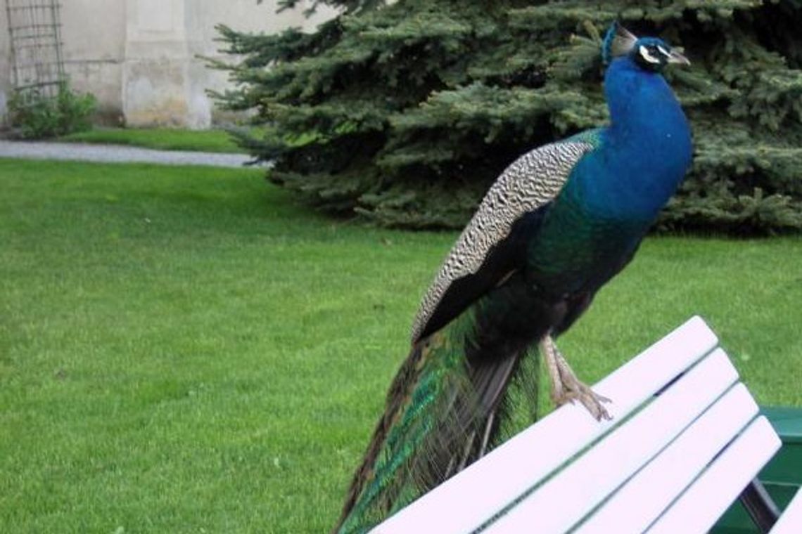 Bezpłatne warsztaty fotograficzne w Muzeum Zamoyskich