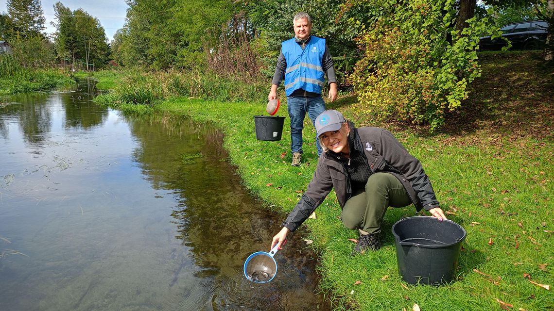 Bezrybie? Bez szans. Wędkarze wpuścili tysiące pstrągów do rzeki Bezrybie? Bez szans. Wędkarze wpuścili tysiące pstrągów do rzeki