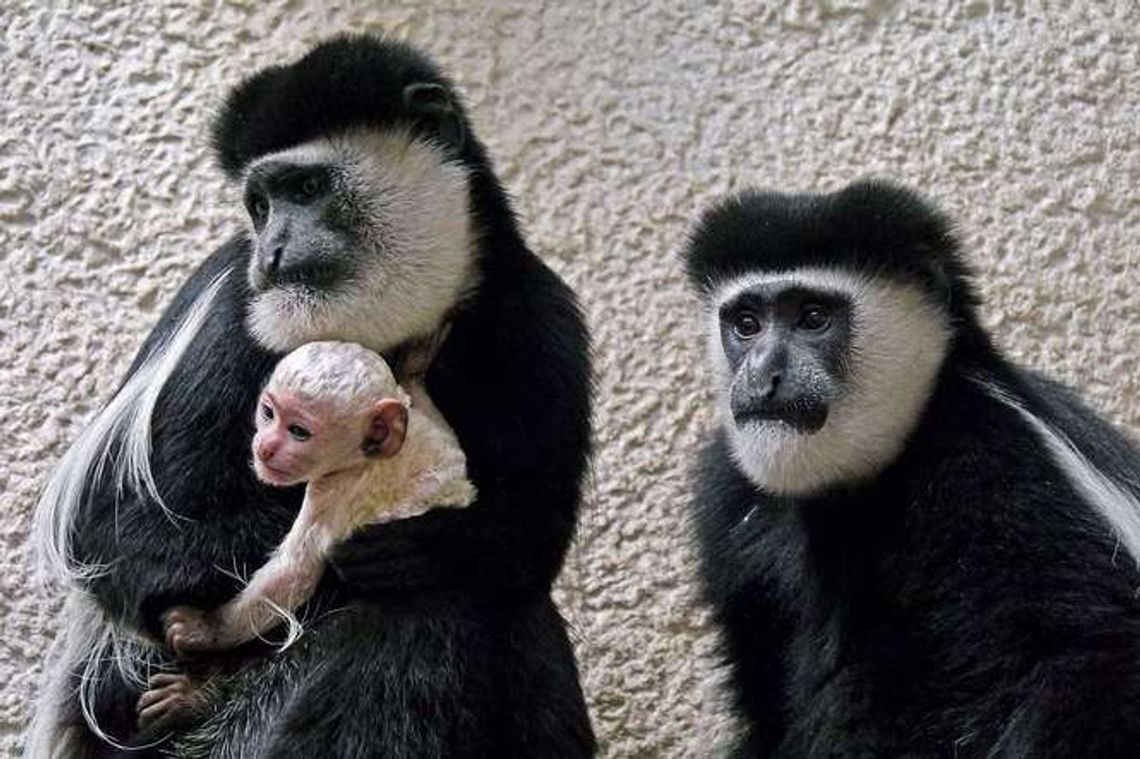 Biała małpka urodziła się w zoo w Zamościu (zdjęcia) Biała małpka urodziła się w zoo w Zamościu (zdjęcia)
