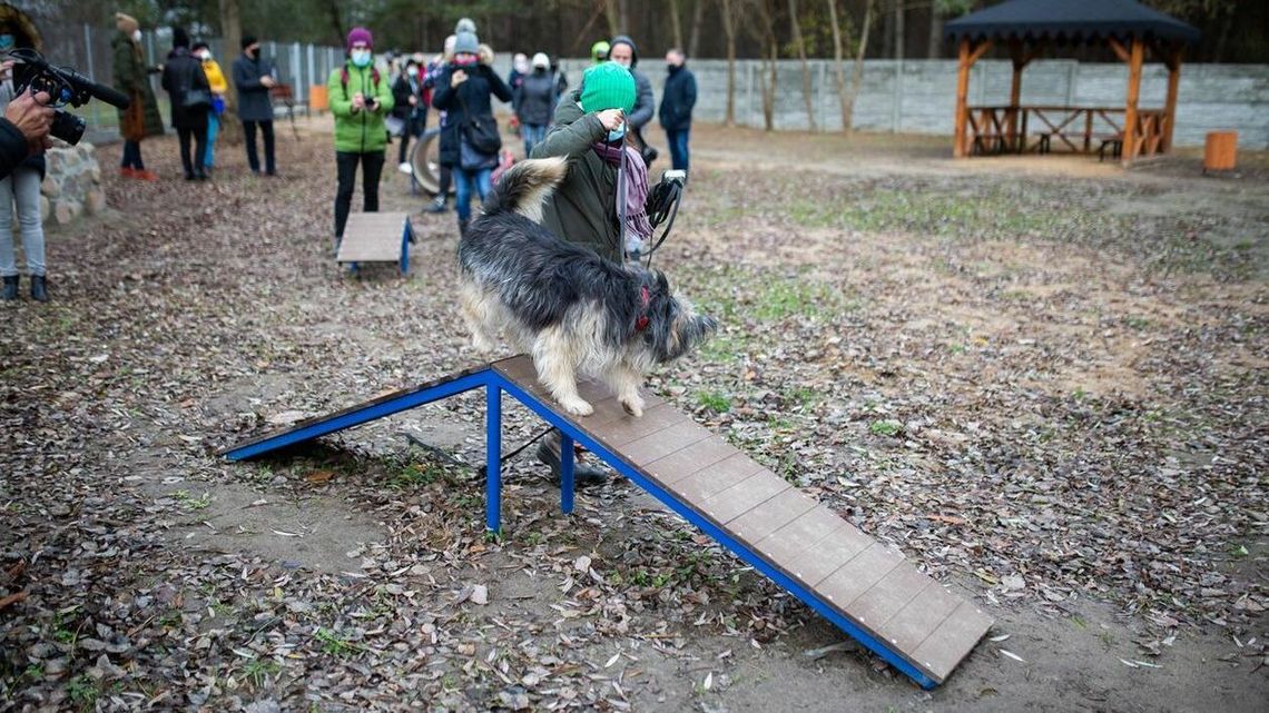 Biała Podlaska: Azyl pomaga, miasto dokłada. Chętnych do opieki nad kotami brak Biała Podlaska: Azyl pomaga, miasto dokłada. Chętnych do opieki nad kotami brak