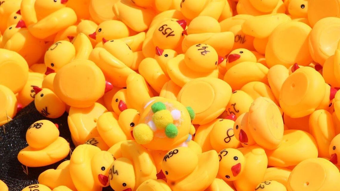 Biała Podlaska: Kaczki popłynęły, szkoła dostała wsparcie Biała Podlaska: Kaczki popłynęły, szkoła dostała wsparcie