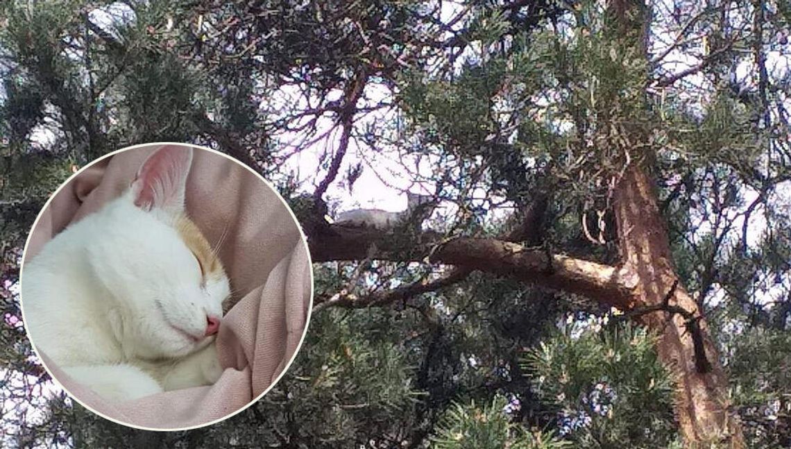 Biała Podlaska. Ludzie dzwonią na straż, bo mruczek nie może zejść z drzewa