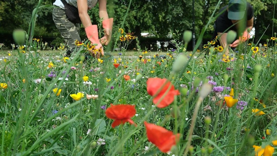 Biała Podlaska: Na rondach powstaną łąki kwietne Biała Podlaska: Na rondach powstaną łąki kwietne