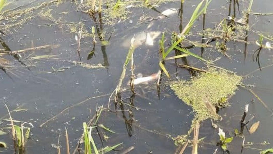 Biała Podlaska: Policja bada sprawę śniętych ryb w rzece Krzna Biała Podlaska: Policja bada sprawę śniętych ryb w rzece Krzna