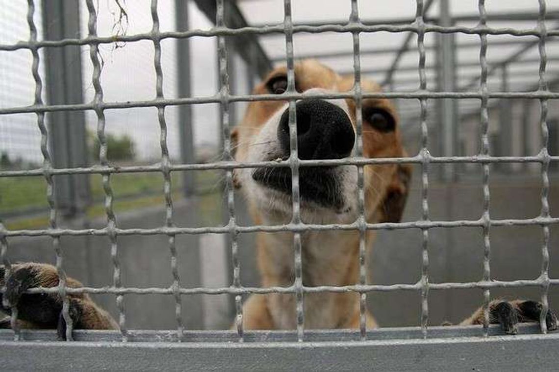 Biała Podlaska: Potrzebne mikroczipy dla psów