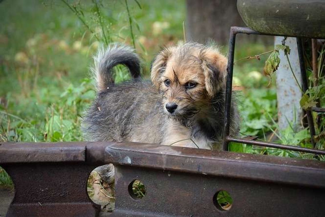 Biała Podlaska. Potrzebny nowy dom dla suczki Tosi Biała Podlaska. Potrzebny nowy dom dla suczki Tosi