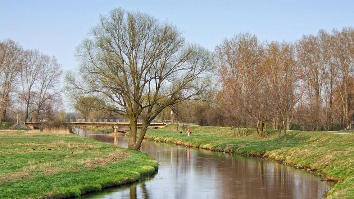 Biała Podlaska: Śnięte ryby w rzekach. Znamy wyniki badań