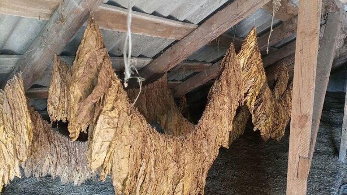 Biała Podlaska: Susz tytoniowy na strychu. Na posesji było coś jeszcze Biała Podlaska: Susz tytoniowy na strychu. Na posesji było coś jeszcze