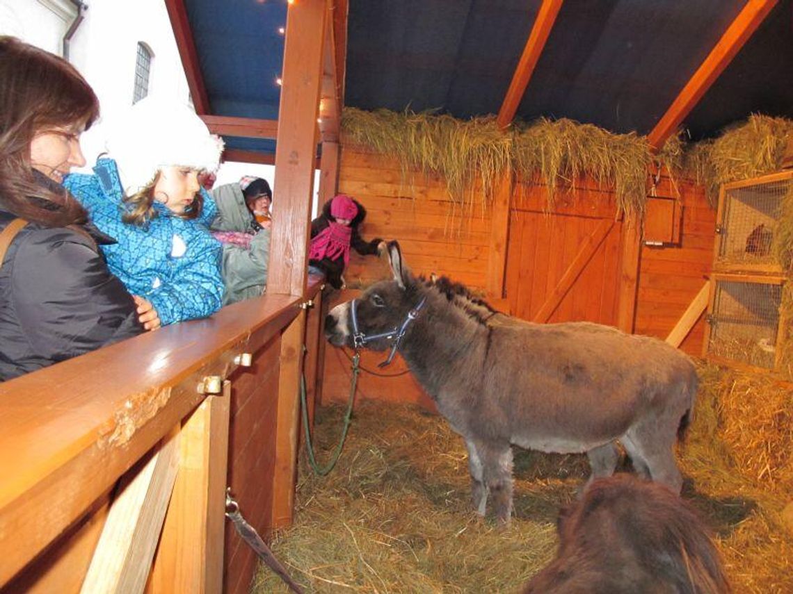 Biała Podlaska: Szopka z osiołkami, kozą, bocianem i drobiem