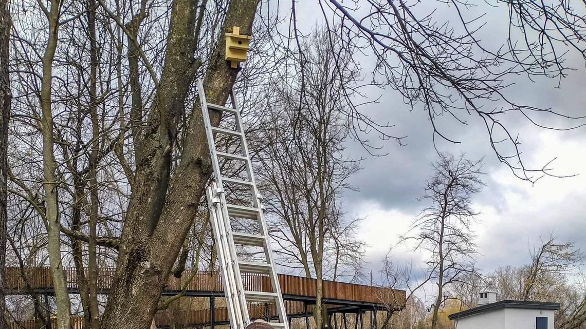 Biała Podlaska. Więcej budek lęgowych dla ptaków