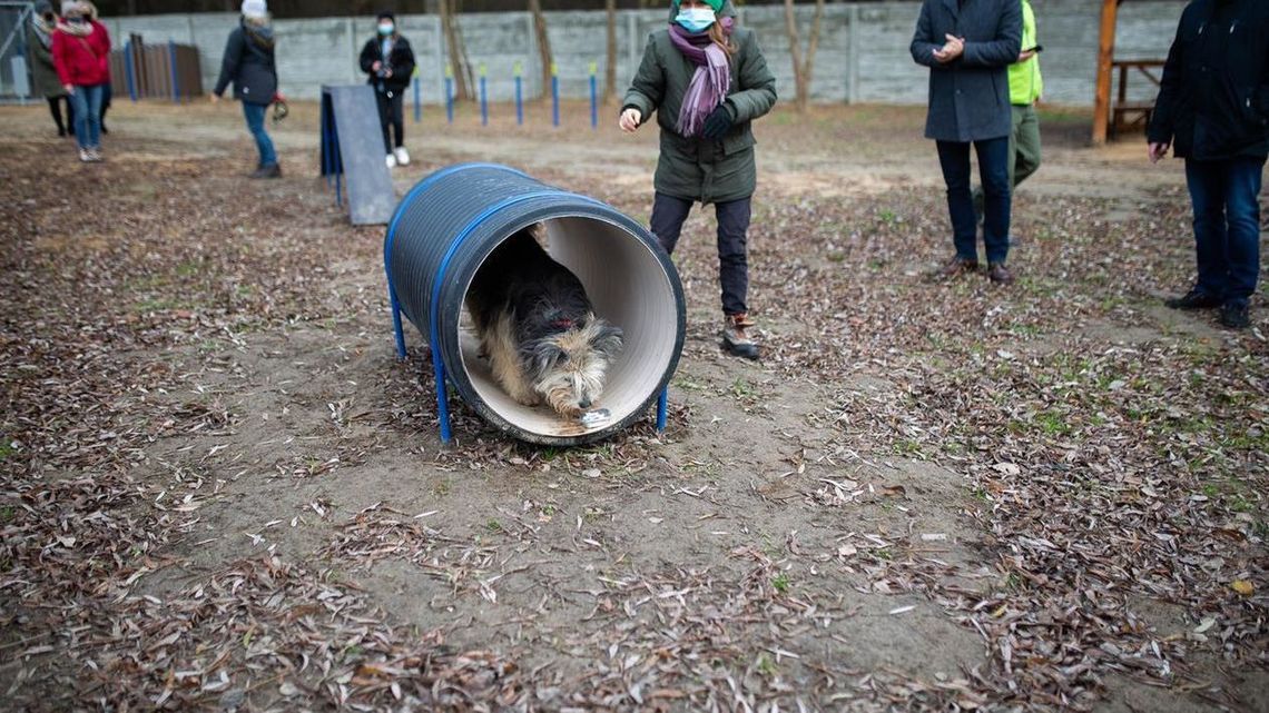 Biała Podlaska: Więcej pieniędzy na bezdomne zwierzęta Biała Podlaska: Więcej pieniędzy na bezdomne zwierzęta