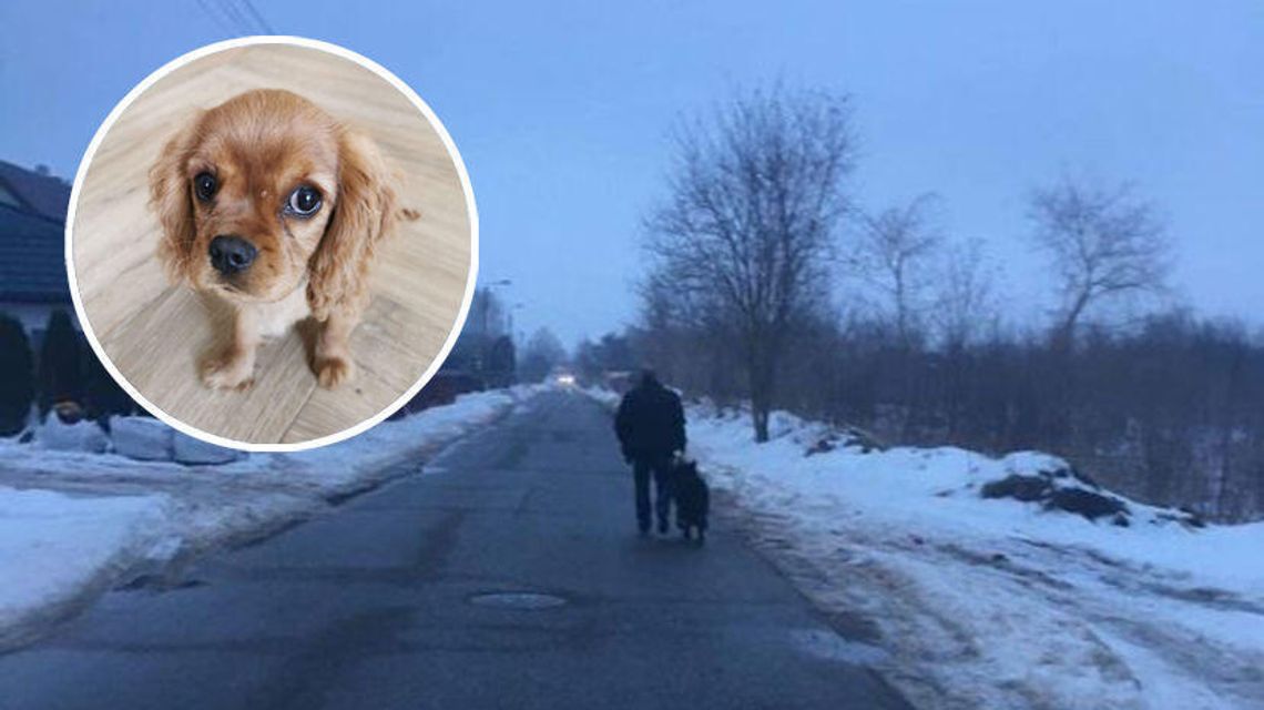 Biała Podlaska: Wilczur zagryzł szczeniaczka. Zarzuty dla właściciela owczarka