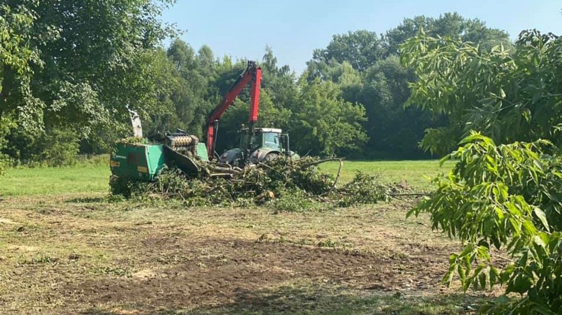 Biała Podlaska. Wycinają kilkanaście drzew w Małpim Gaju Biała Podlaska. Wycinają kilkanaście drzew w Małpim Gaju