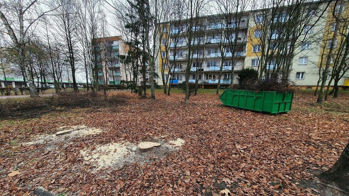 Biała Podlaska: Zamiast lipy będzie miejsce parkingowe. Wycinka przy blokach 