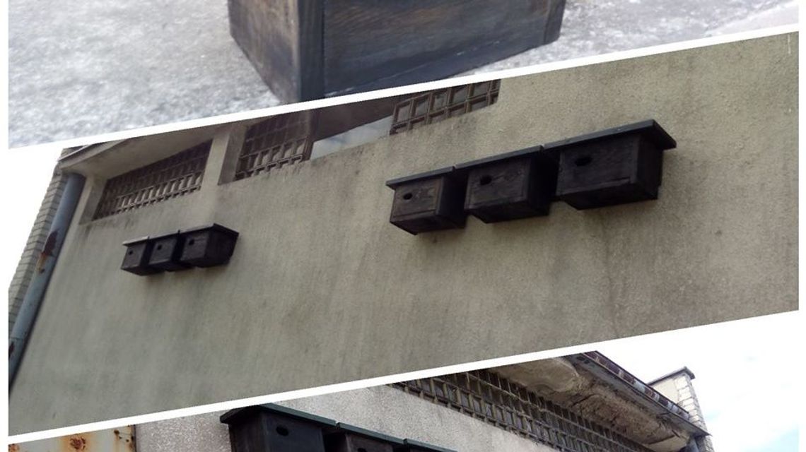 Biała Podlaska zaprasza do miasta ptaki. Korzyść ma być obopólna