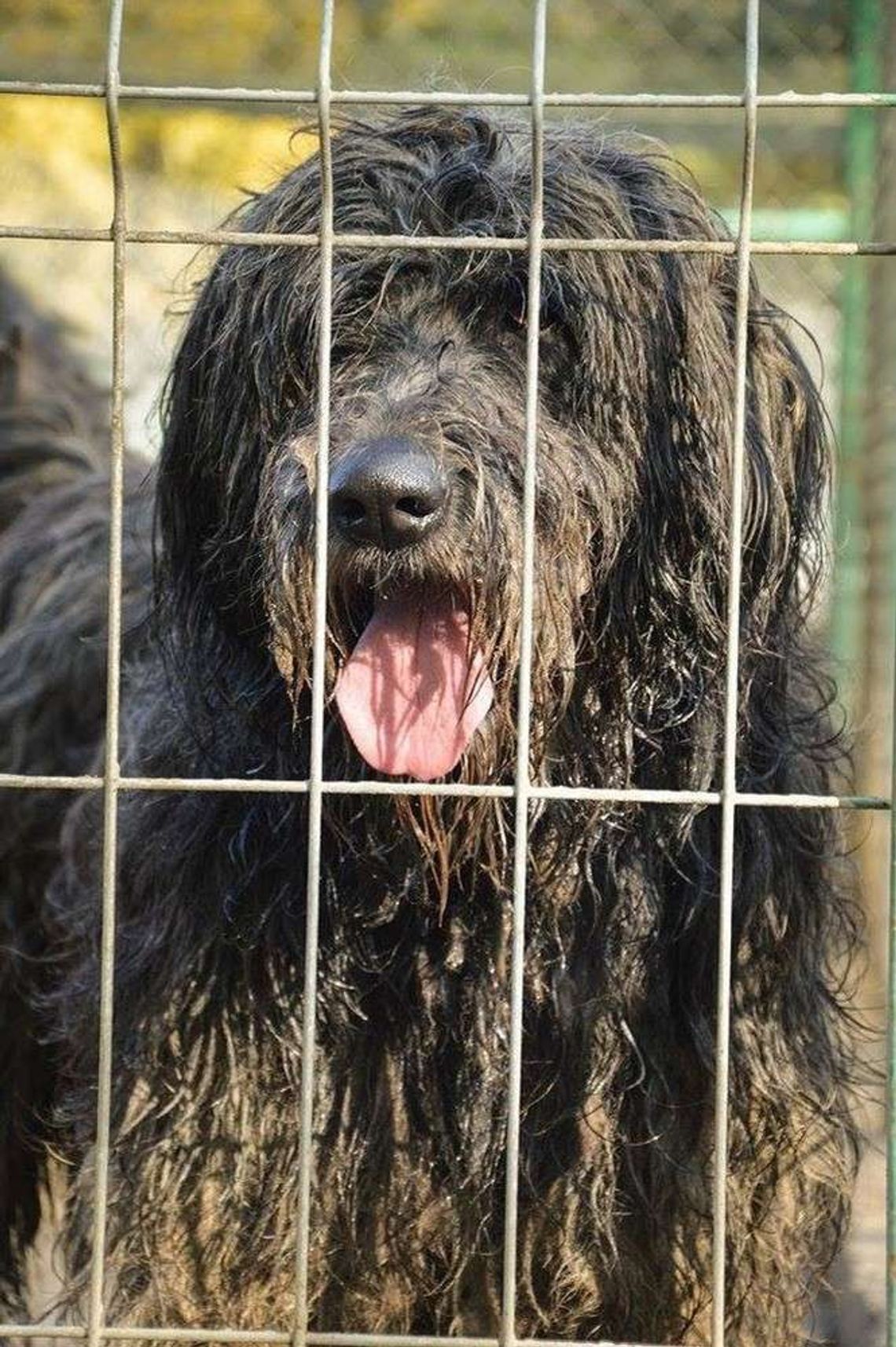 Biała Podlaska: Zrób prezent psu ze schroniska Biała Podlaska: Zrób prezent psu ze schroniska