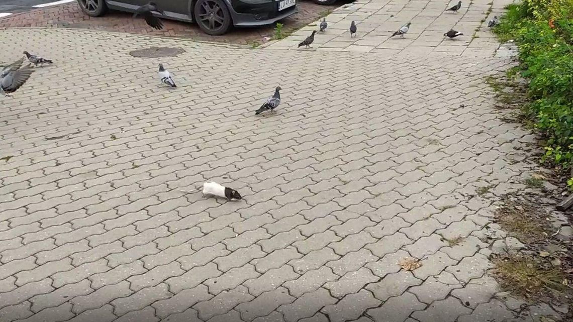 Biały dzień, centrum Lublina a szczur na chodniku płoszy gołębie