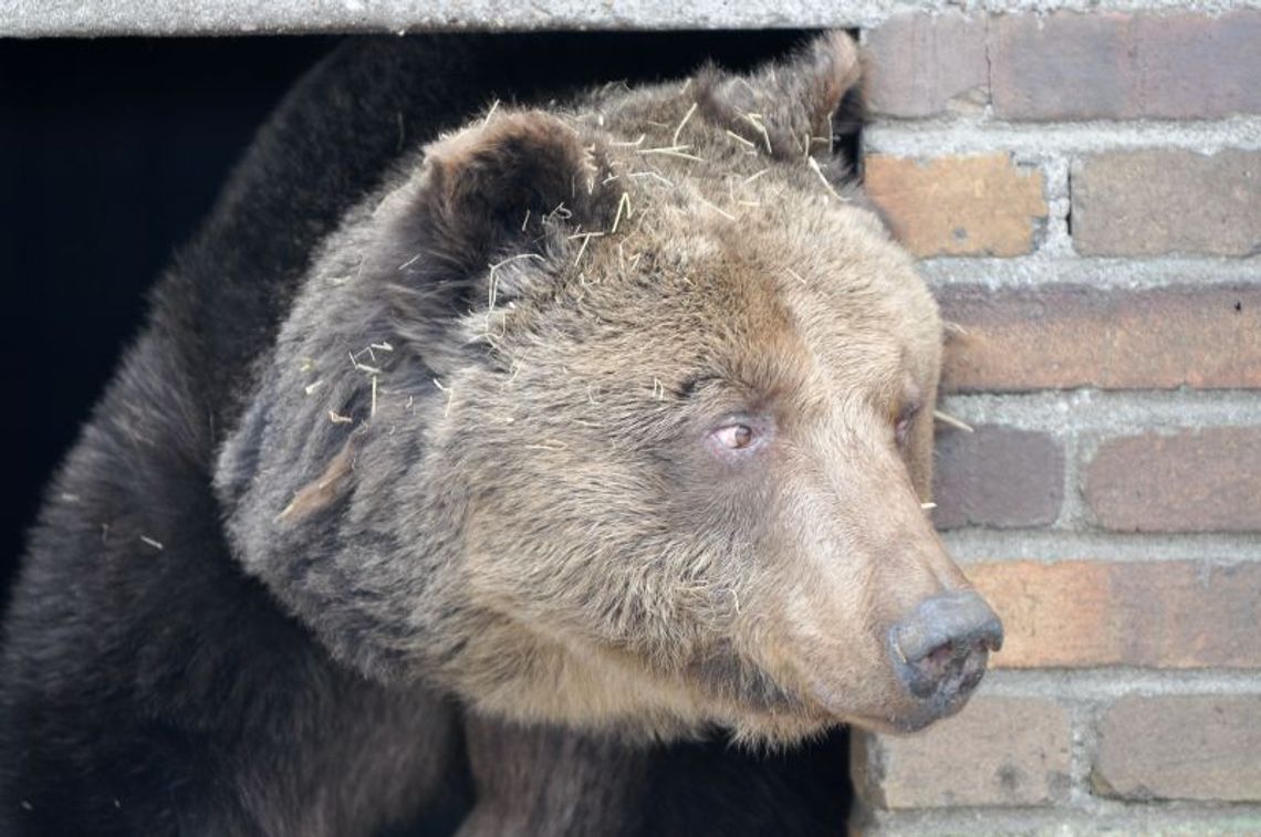 Białystok: Niedźwiedzica Yogi przebudziła się (zdjęcia)