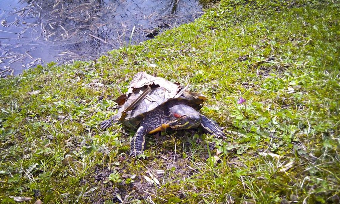 Białystok: Przed pałacem zamieszkał żółw