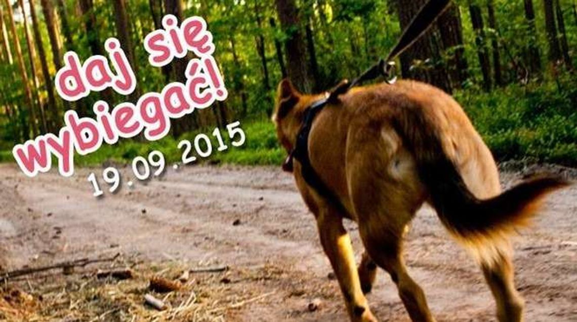 "Bieg na sześć łap" w Puławach. Zabierz psa ze schroniska na spacer