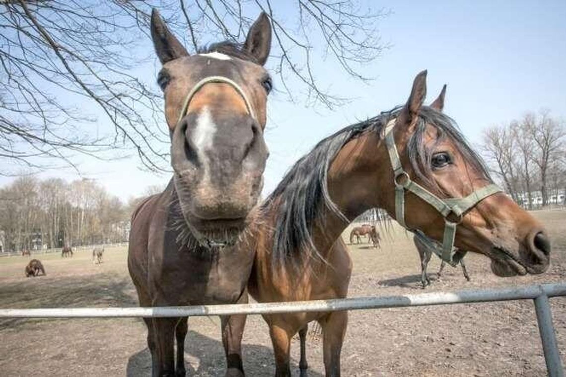 Biegli sprawdzili rachunki stadniny w Janowie Podlaskim. Do jakich wniosków doszli?