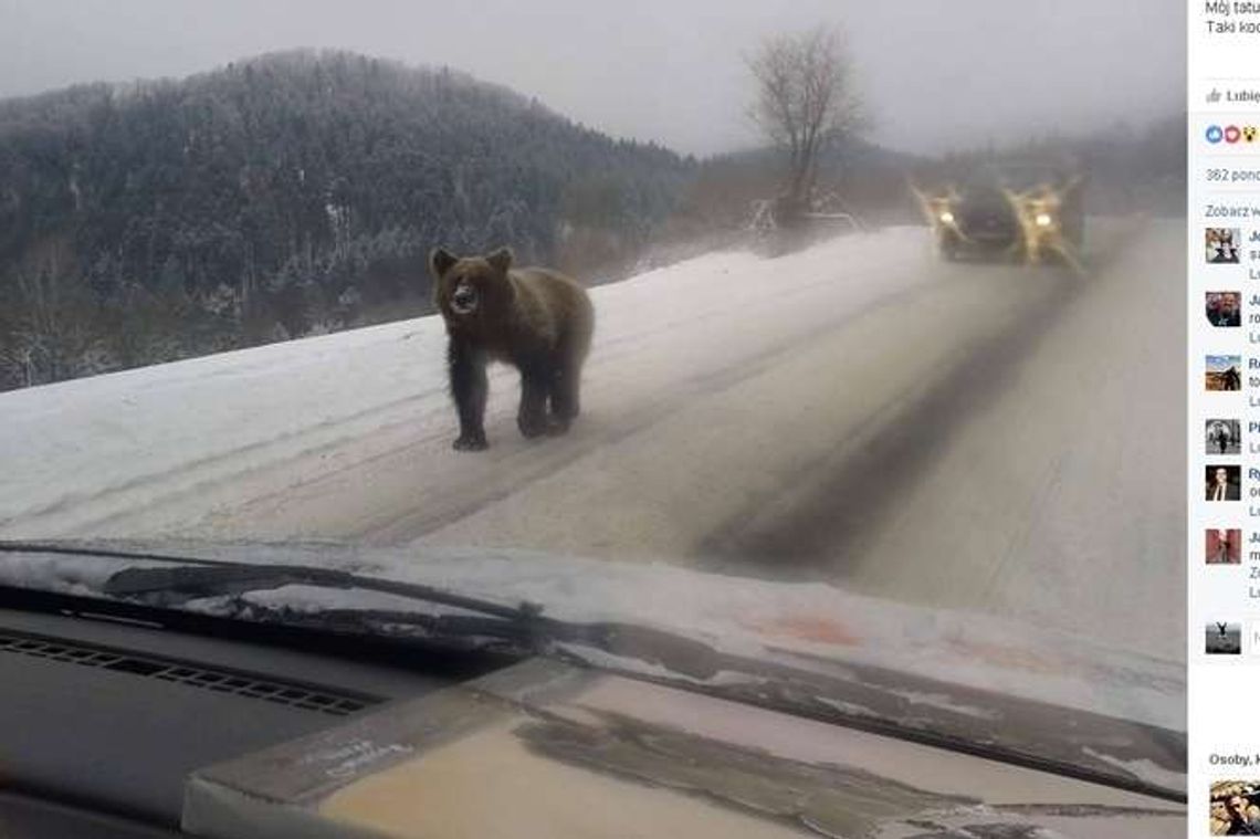 Bieszczady: Niedźwiedź chodził po drodze