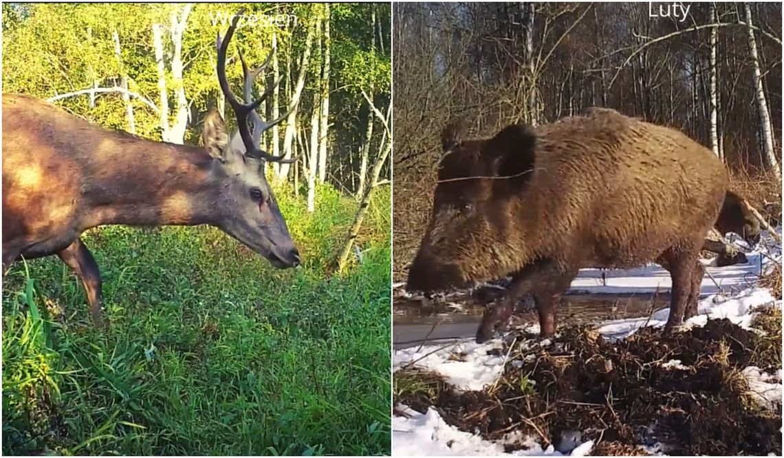 Big brother w naturze. Co udaje się zarejestrować na fotopułapkach?
