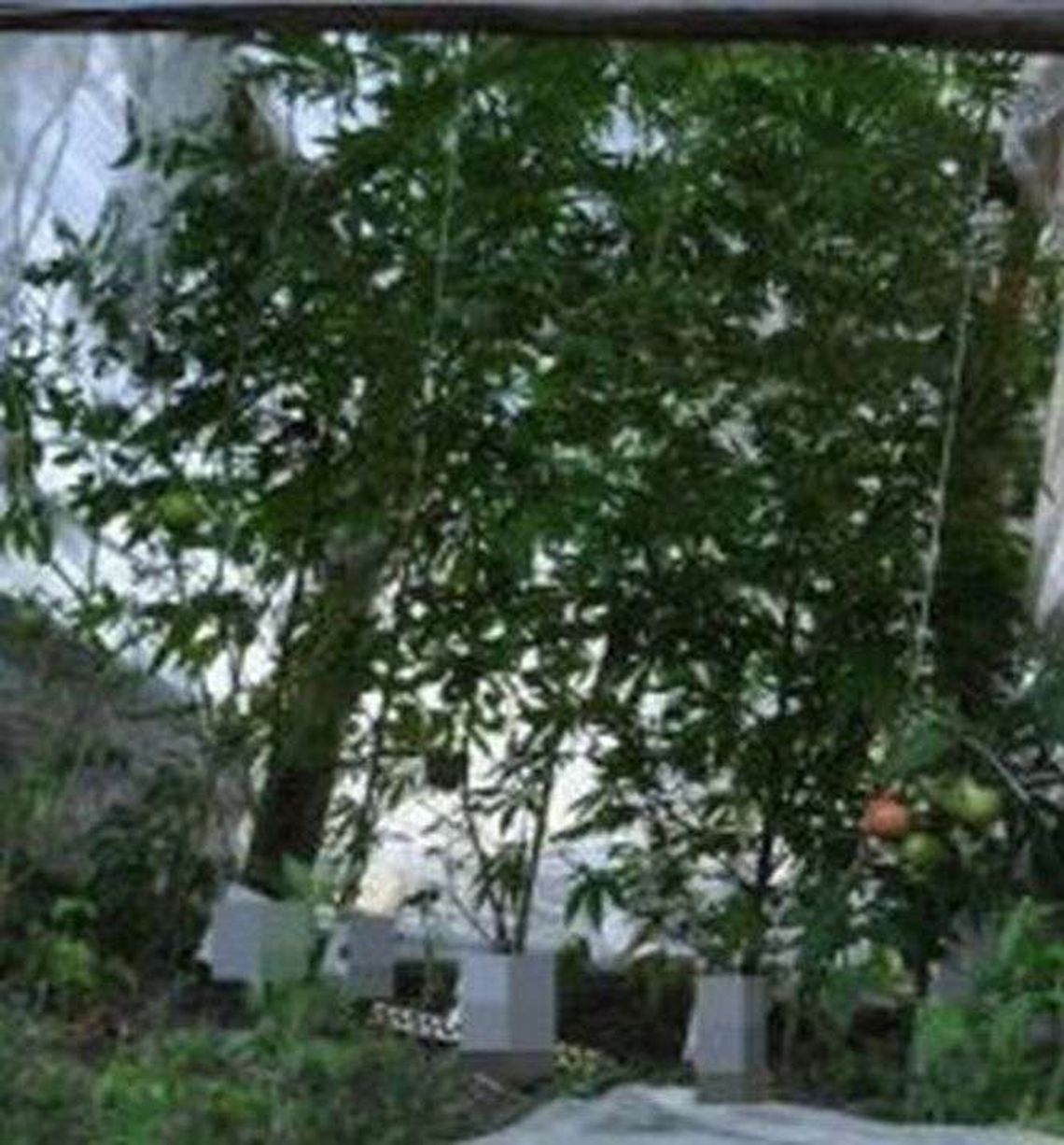 Biłgoraj: Konopie w namiocie. Nielegalna uprawa u 28-latka