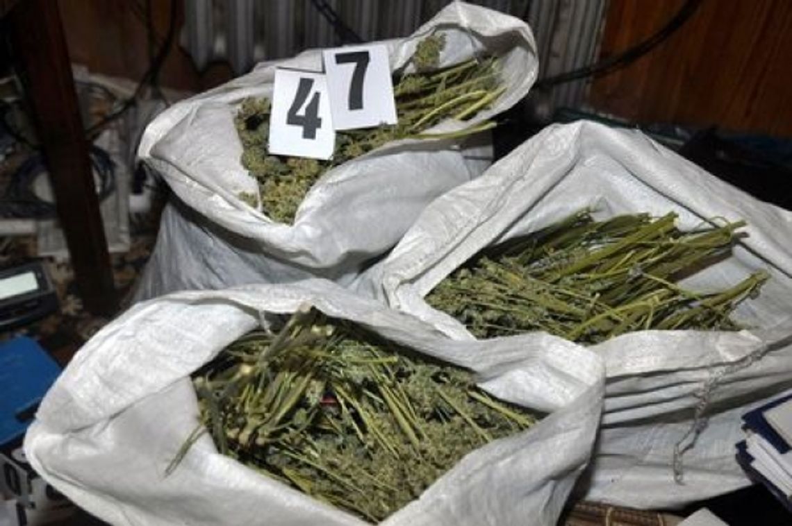 Biłgoraj: Uprawiali plantację marihuany w domu