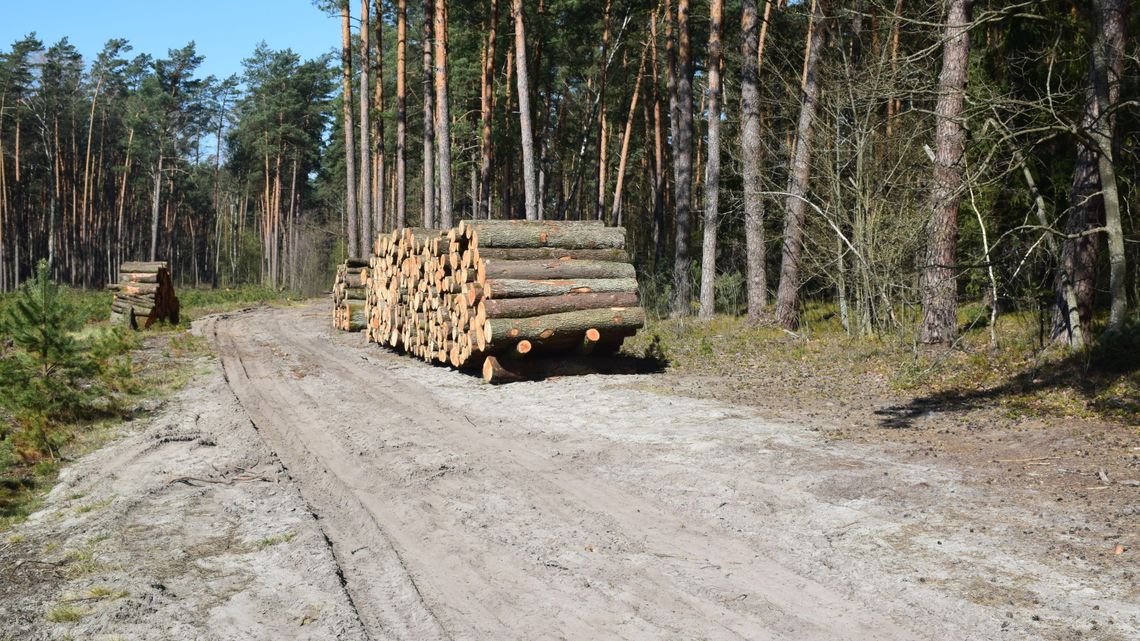 Biłgoraj żegna się z lasem. Stuletnie drzewa mają być wycięte