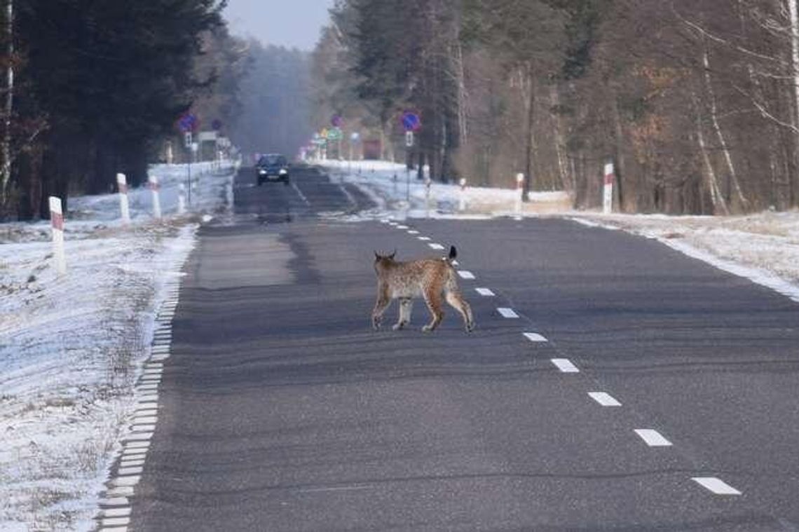 Bliskie spotkanie z rysiem to rzadkość. Ten szedł po ruchliwej drodze [zdjęcia]