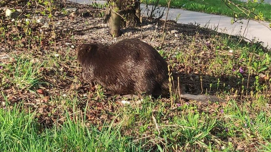 Bóbr jak rasowy mieszczuch: wędrował chodnikiem, przez rondo przeszedł po pasach