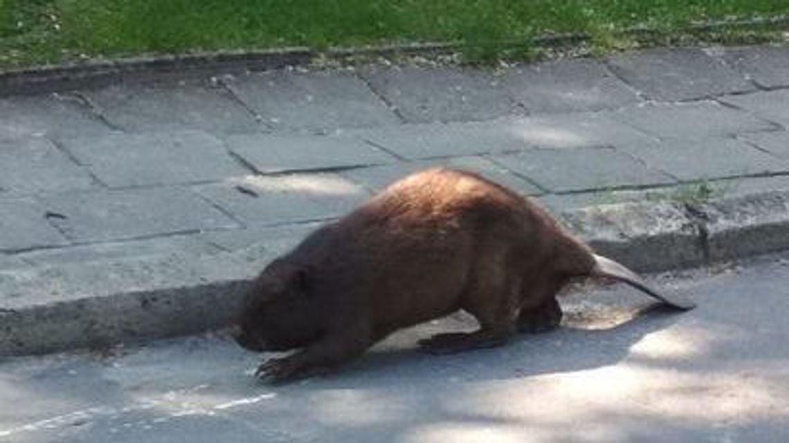 Bóbr spacerował po ulicach Chełma. I to bez maseczki