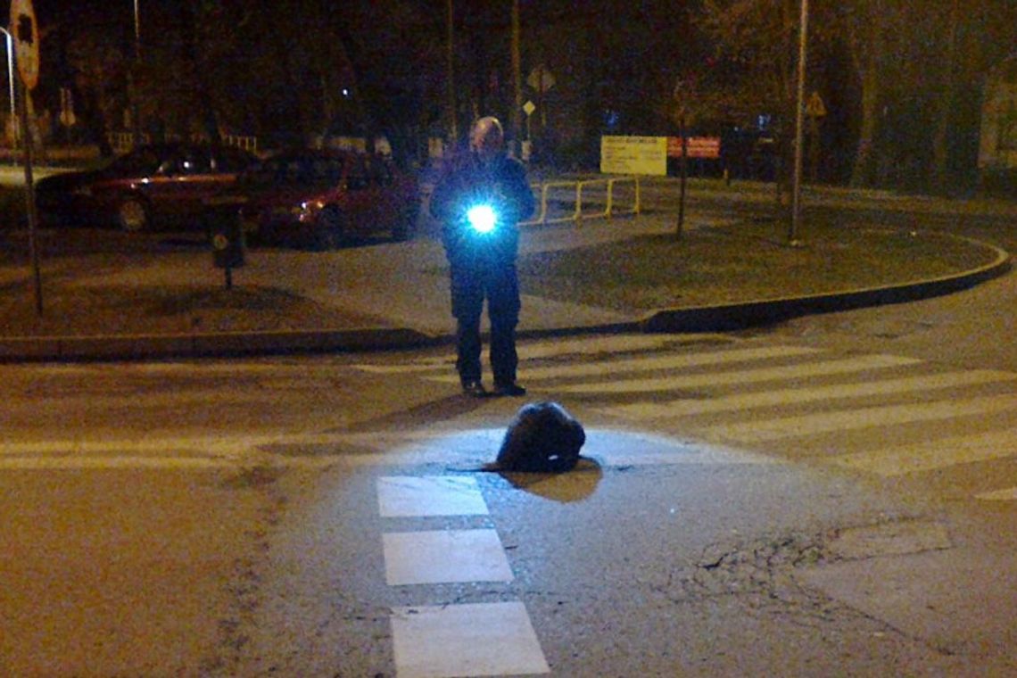 Bóbr w centrum Chełma pod eskortą policji (wideo)