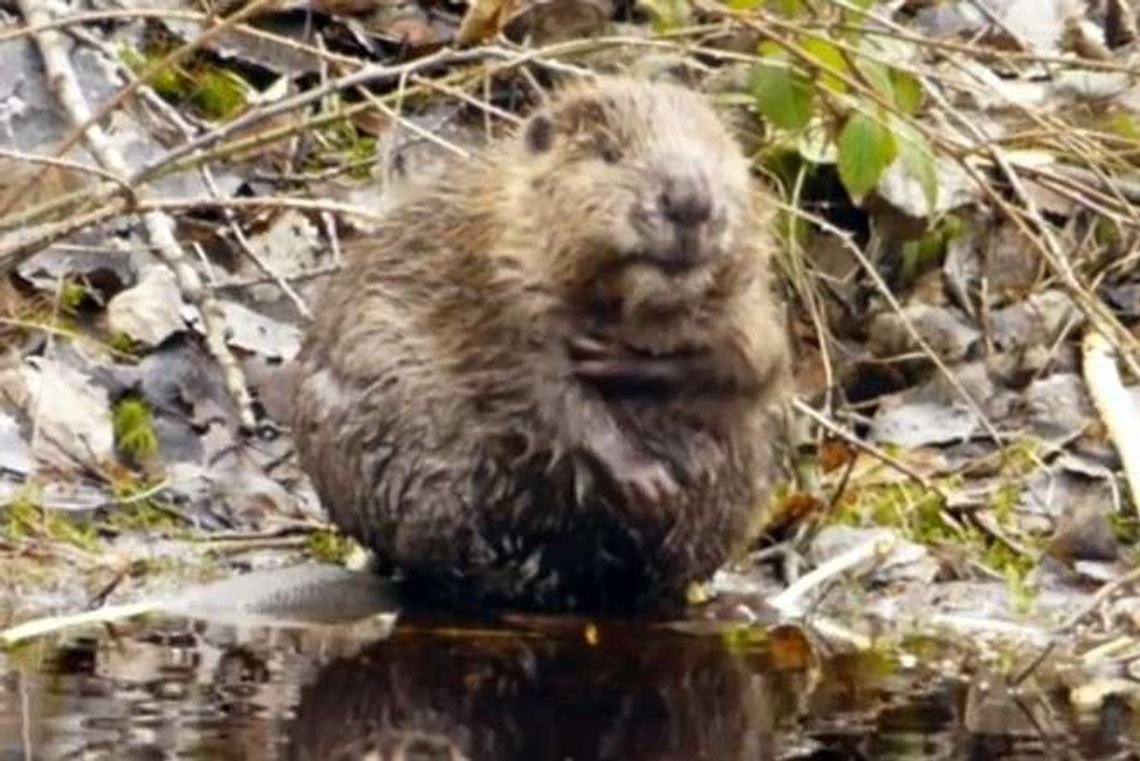 Bóbr z okolic Biłgoraja robi furorę w internecie. Wiosenna kąpiel nad strumykiem Bóbr z okolic Biłgoraja robi furorę w internecie. Wiosenna kąpiel nad strumykiem