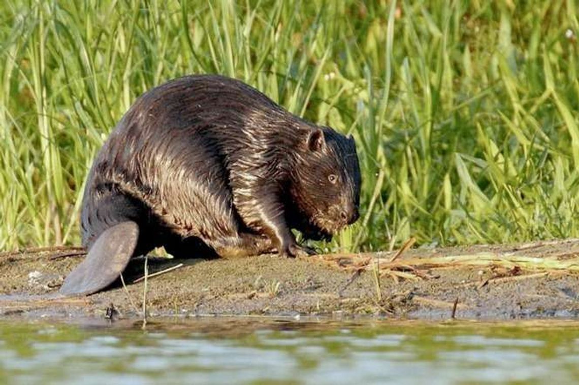 Bobry są pod ochroną. A w ubiegłym roku RDOŚ zgodził się na odstrzał 845 zwierząt Bobry są pod ochroną. A w ubiegłym roku RDOŚ zgodził się na odstrzał 845 zwierząt