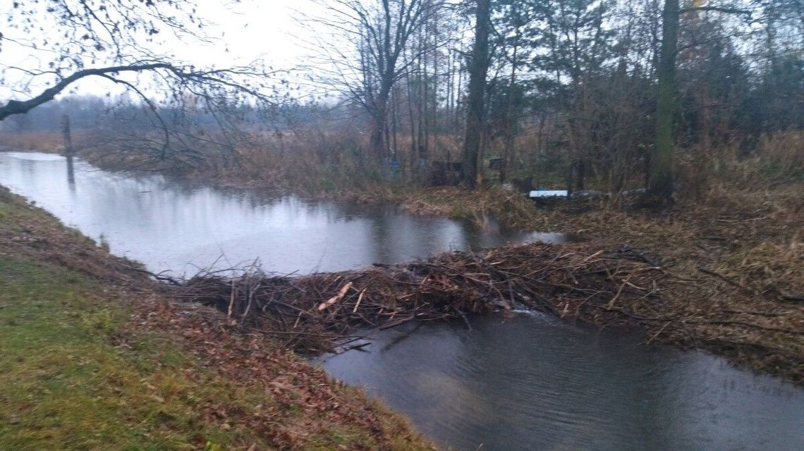 Bobry szykują się na zimę, opanowały rzekę. Wójt prosi o "zmniejszenie populacji"
